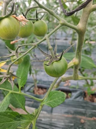 3672Hap님의 토마토 · 일상 작성글 사진