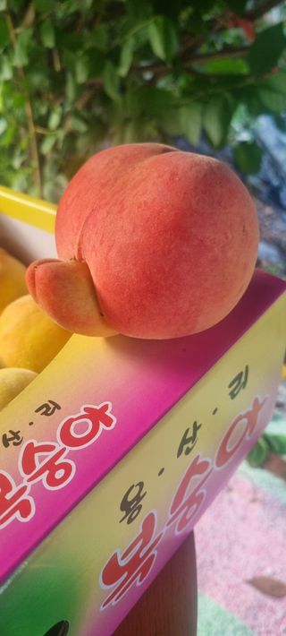 이창훈님의 12월 내 작물 자랑하기 · 참여글 작성글 사진