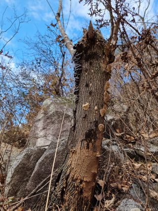 호랑이와인성이님의 자유주제 · 자유게시판 작성글 사진