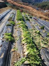 팜모닝 12월 내 작물 자랑하기·참여글 게시글 이미지