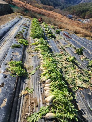 강신규님의 12월 내 작물 자랑하기 · 참여글 작성글 사진