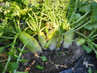 강신규님의 12월 내 작물 자랑하기 · 참여글 작성글 사진