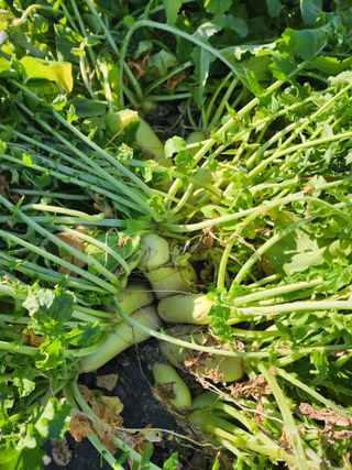 강신규님의 12월 내 작물 자랑하기 · 참여글 작성글 사진