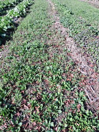 권도명님의 12월 내 작물 자랑하기 · 참여글 작성글 사진