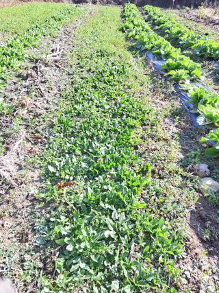 권도명님의 12월 내 작물 자랑하기 · 참여글 작성글 사진