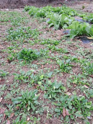 권도명님의 12월 내 작물 자랑하기 · 참여글 작성글 사진