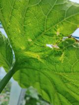 팜모닝 호박·병해충상담 게시글 이미지