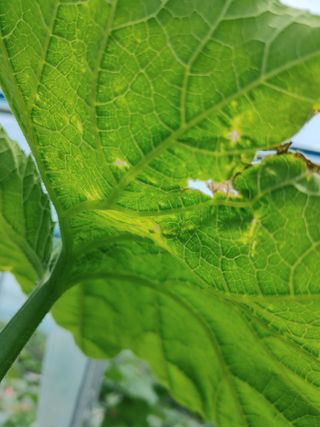 KJH님의 호박 · 병해충상담 작성글 사진