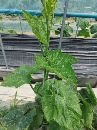 KJH님의 호박 · 병해충상담 작성글 사진