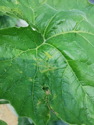 KJH님의 호박 · 병해충상담 작성글 사진