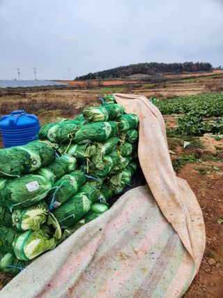 김저팔계님의 배추 · 영농일지 작성글 사진