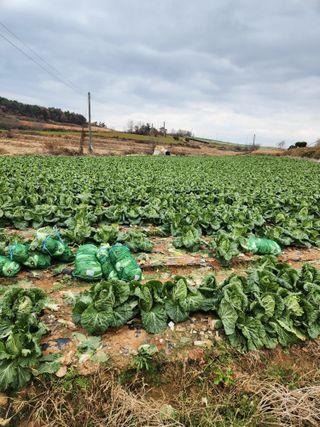 김저팔계님의 배추 · 영농일지 작성글 사진