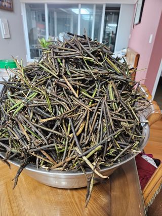 장송녀약초사랑농삿꾼님의 12월 내 작물 자랑하기 · 참여글 작성글 사진