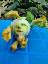 팜모닝 농사, 무엇이든 물어보세요!·참여글 게시글 이미지