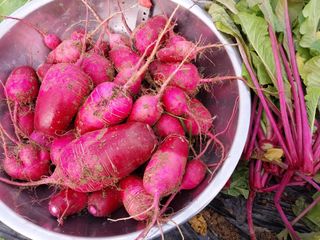 금동이네님의 12월 내 작물 자랑하기 · 참여글 작성글 사진