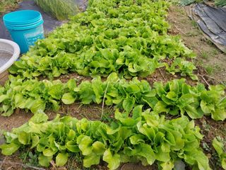 금동이네님의 12월 내 작물 자랑하기 · 참여글 작성글 사진