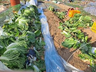 농부아지매님의 12월 내 작물 자랑하기 · 참여글 작성글 사진