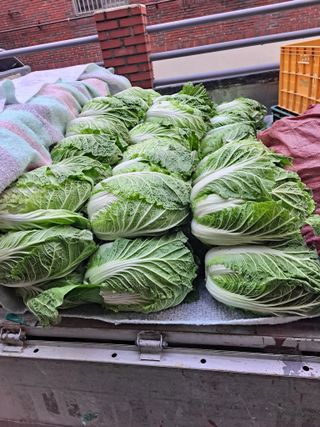 농부아지매님의 12월 내 작물 자랑하기 · 참여글 작성글 사진