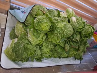 농부아지매님의 12월 내 작물 자랑하기 · 참여글 작성글 사진