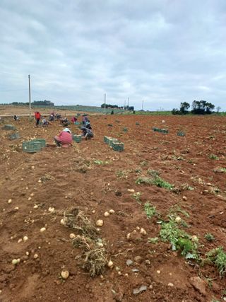 결단이님의 들깨 · 자유게시판 작성글 사진