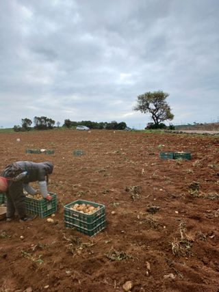 결단이님의 들깨 · 자유게시판 작성글 사진