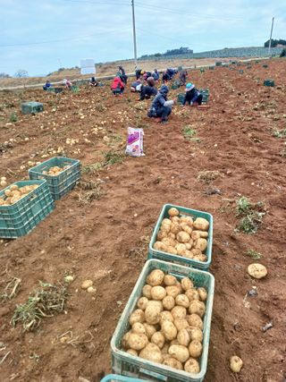 결단이님의 들깨 · 자유게시판 작성글 사진