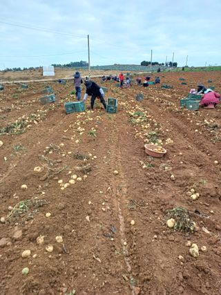 결단이님의 들깨 · 자유게시판 작성글 사진