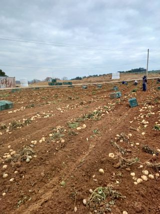 결단이님의 들깨 · 자유게시판 작성글 사진