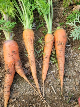 원탑님의 12월 내 작물 자랑하기 · 참여글 작성글 사진