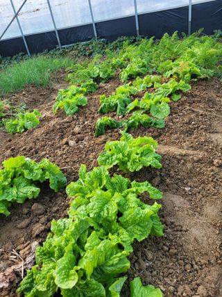 원탑님의 12월 내 작물 자랑하기 · 참여글 작성글 사진