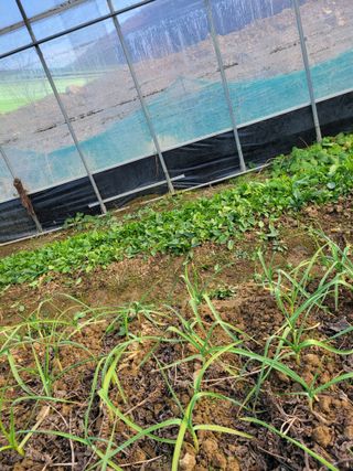 원탑님의 12월 내 작물 자랑하기 · 참여글 작성글 사진