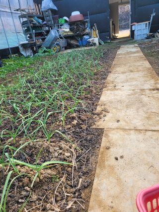 원탑님의 12월 내 작물 자랑하기 · 참여글 작성글 사진