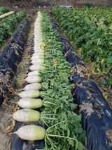 팜모닝 12월 내 작물 자랑하기·참여글 게시글 이미지