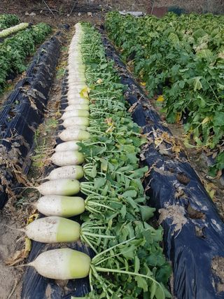 전인재님의 12월 내 작물 자랑하기 · 참여글 작성글 사진