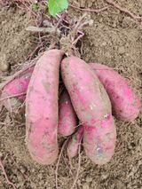 팜모닝 12월 내 작물 자랑하기·참여글 게시글 이미지