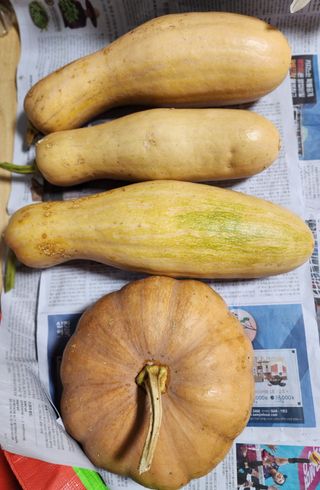 심순보님의 12월 내 작물 자랑하기 · 참여글 작성글 사진