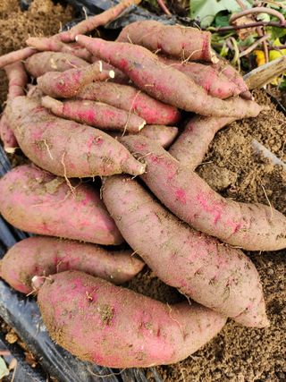 심순보님의 12월 내 작물 자랑하기 · 참여글 작성글 사진