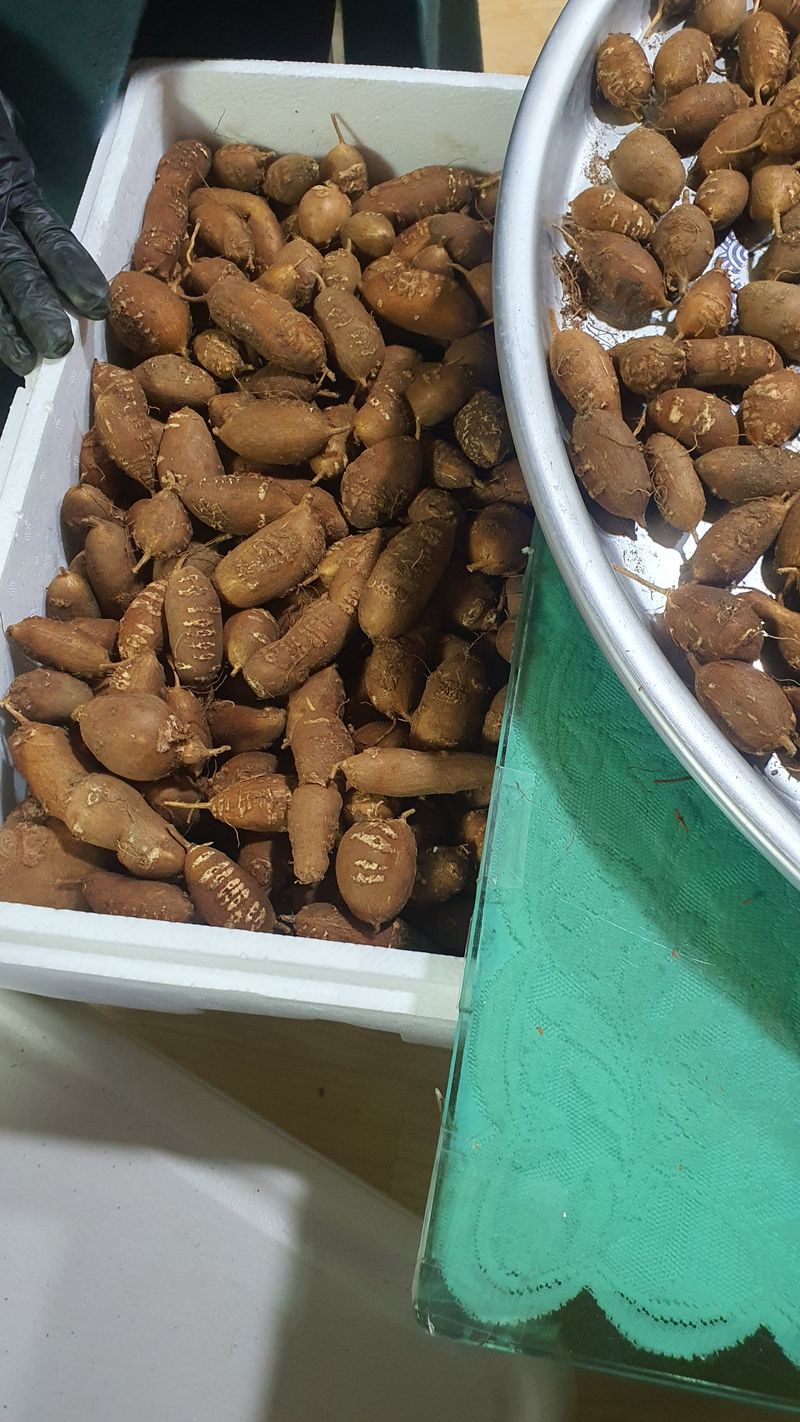 장터 상품 [(판매완료)아피오스(인디안감자)] 썸네일