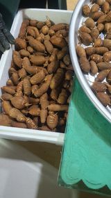 팜모닝 · 게시글 이미지