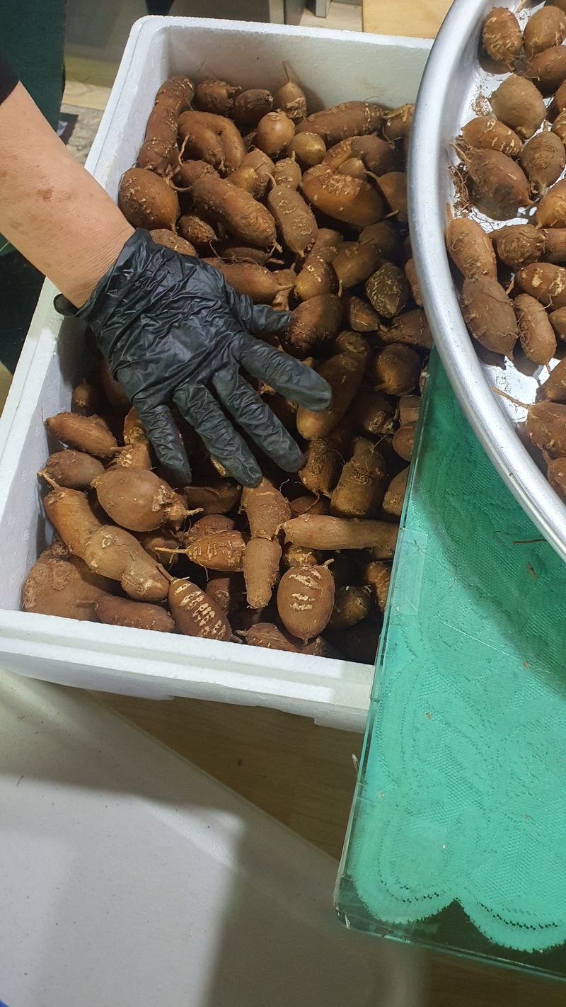 오다가다님의 장터 판매 상품 [(판매완료)아피오스(인디안감자)] 첨부 사진