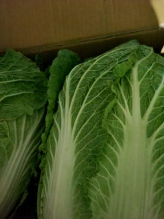 동길니우스님의 12월 내 작물 자랑하기 · 참여글 작성글 사진