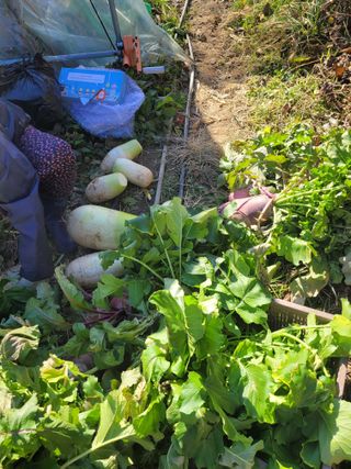 동길니우스님의 12월 내 작물 자랑하기 · 참여글 작성글 사진