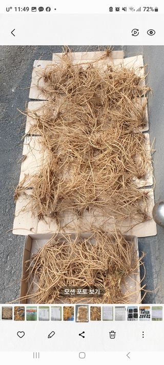 정찬영님의 12월 내 작물 자랑하기 · 참여글 작성글 사진