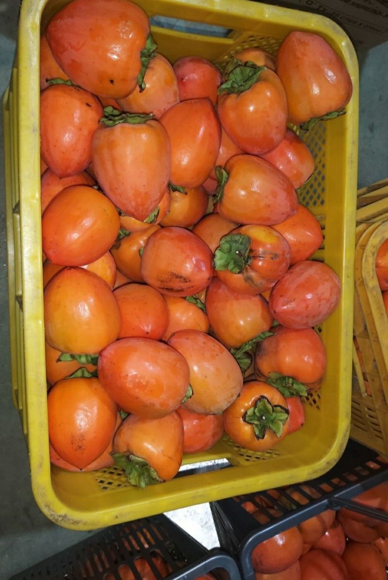 모야아빠님의 장터 판매 상품 [감말랭이(대봉감) 하동군 악양면 ] 첨부 사진