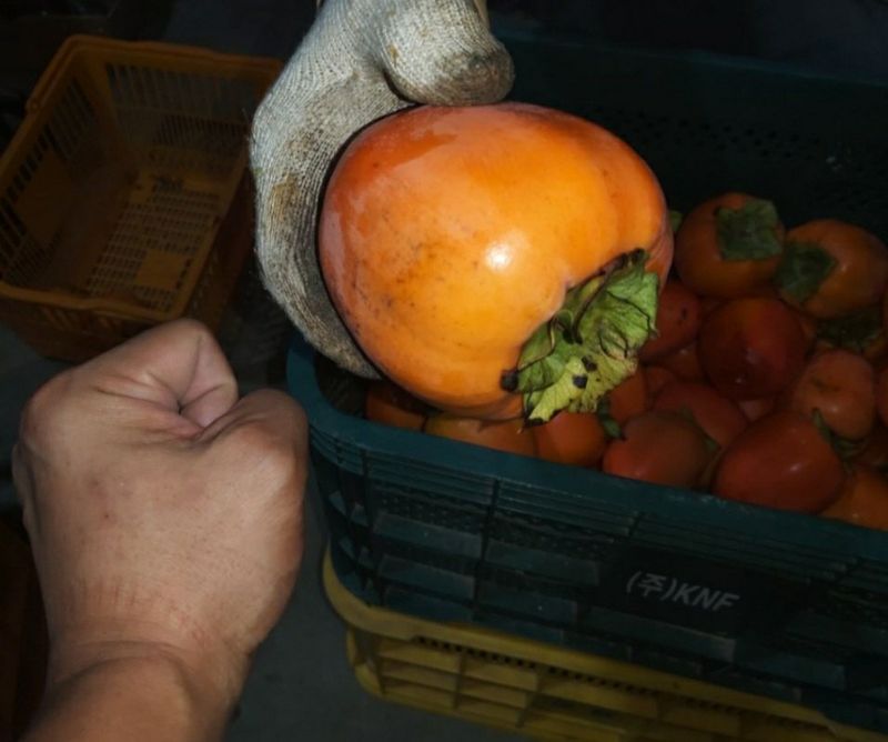 모야아빠님의 장터 판매 상품 [감말랭이(대봉감) 하동군 악양면 ] 첨부 사진