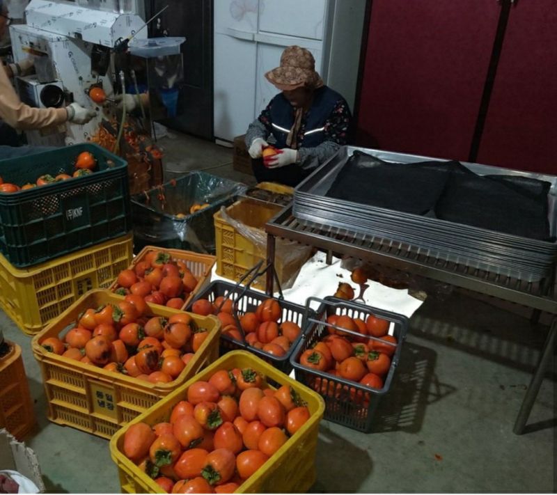 모야아빠님의 장터 판매 상품 [감말랭이(대봉감) 하동군 악양면 ] 첨부 사진