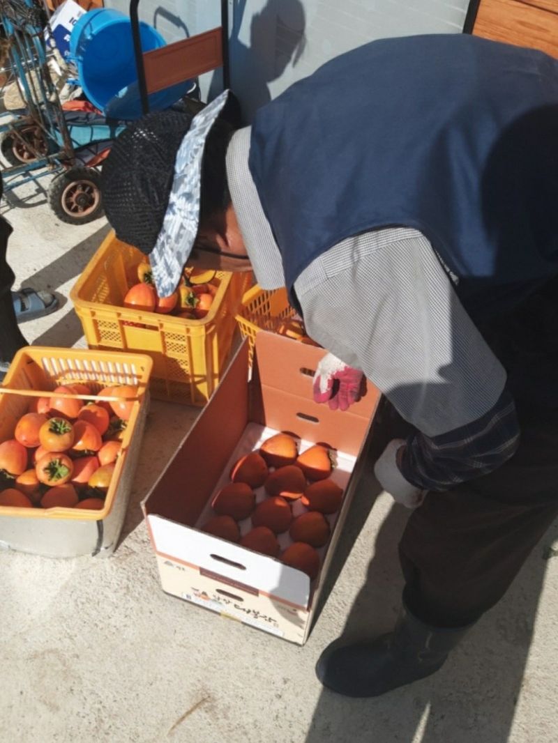 모야아빠님의 장터 판매 상품 [감말랭이(대봉감) 하동군 악양면 ] 첨부 사진