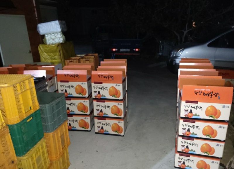 모야아빠님의 장터 판매 상품 [감말랭이(대봉감) 하동군 악양면 ] 첨부 사진