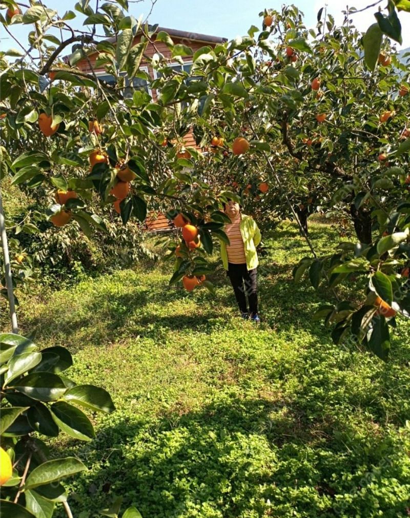 모야아빠님의 장터 판매 상품 [감말랭이(대봉감) 하동군 악양면 ] 첨부 사진