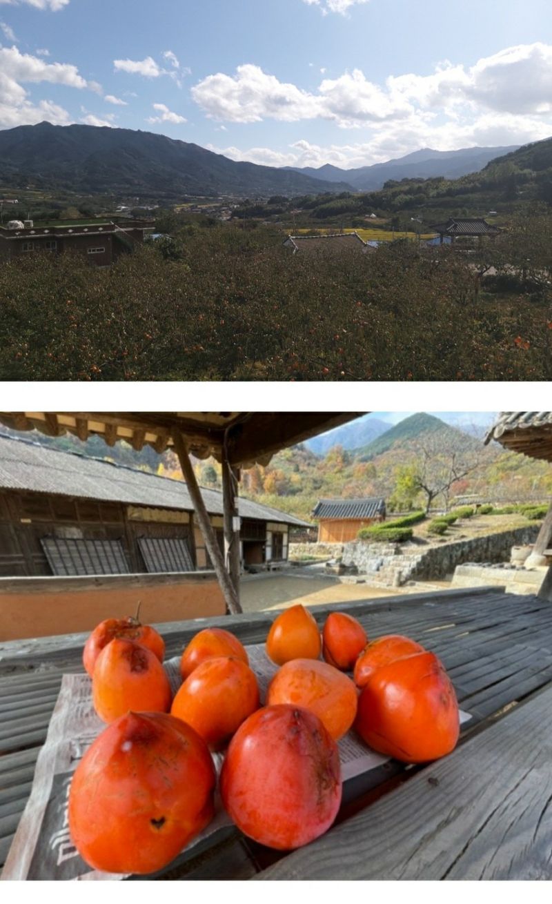 모야아빠님의 장터 판매 상품 [감말랭이(대봉감) 하동군 악양면 ] 첨부 사진